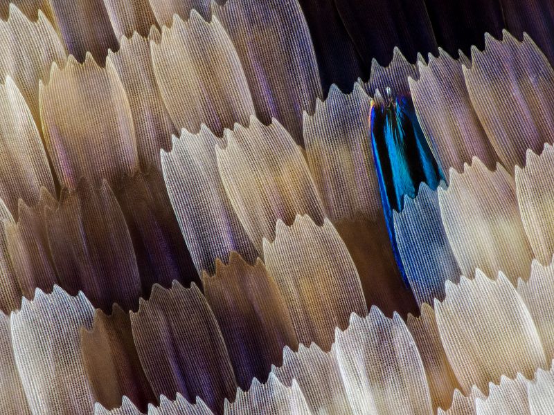 irass, waledzik, nat geo, olympus, close up, macro, extreme macro, макро Palla publius. фото превью