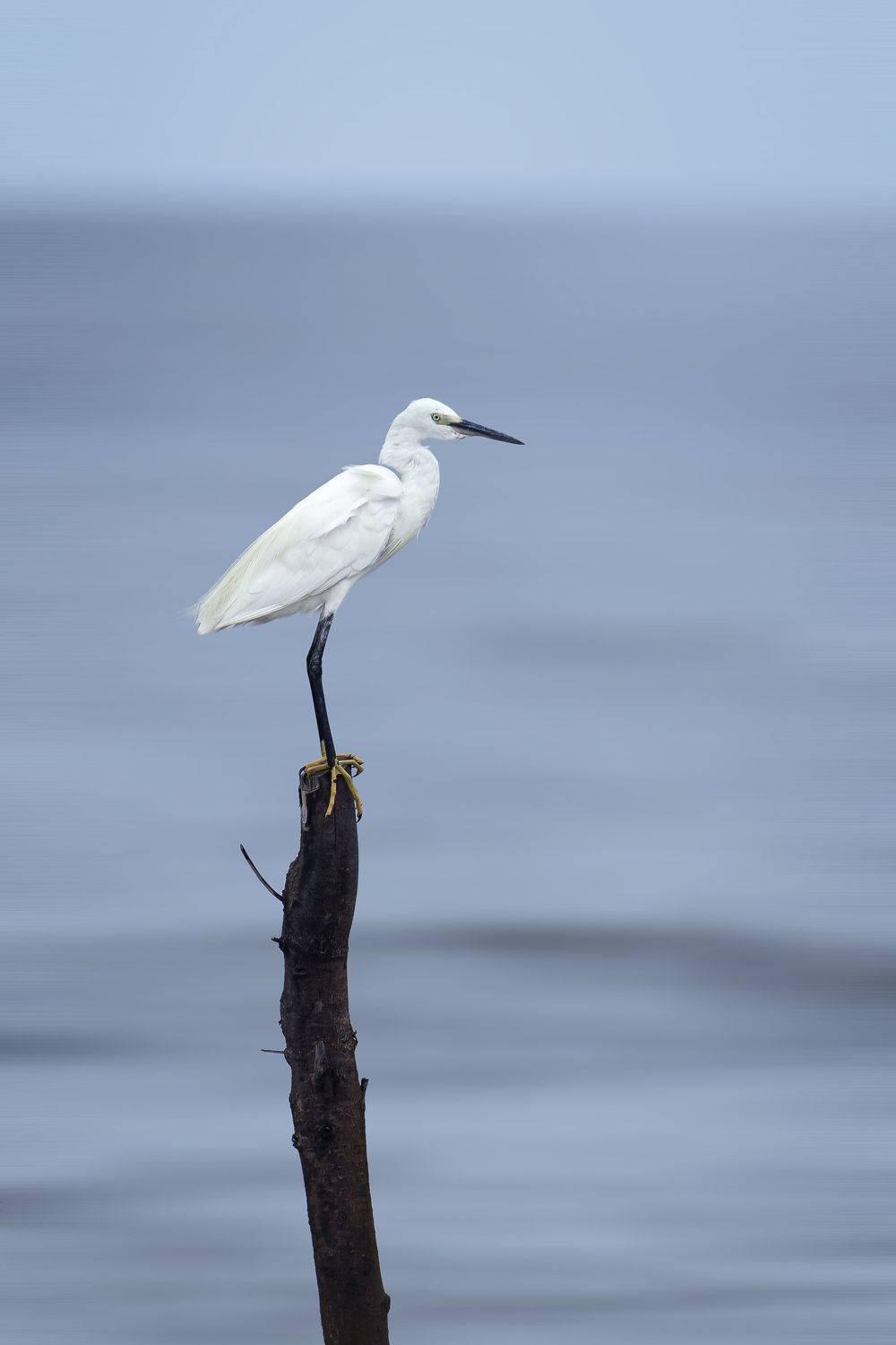 birds, animals, wildlife, heron, птицы, цапля, пернатые, Токарев Олег