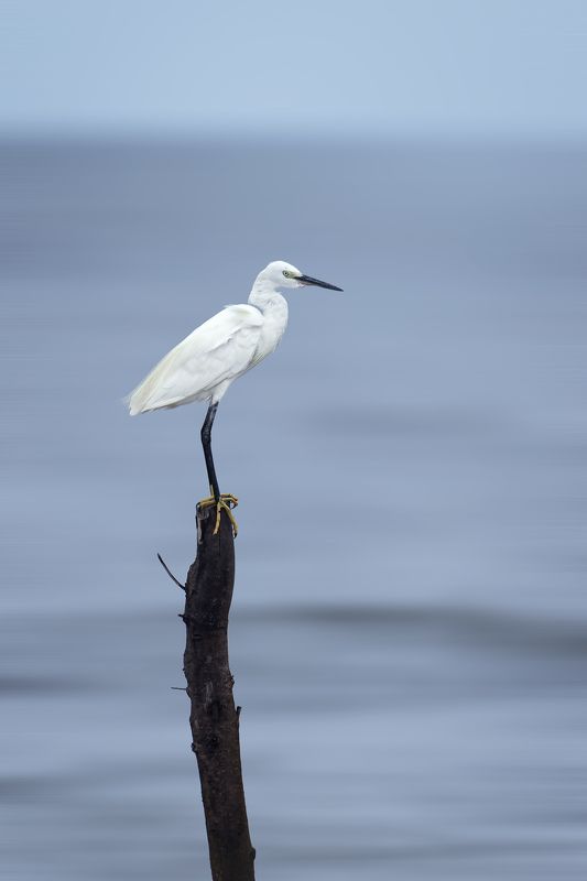 birds, animals, wildlife, heron, птицы, цапля, пернатые Баланс фото превью