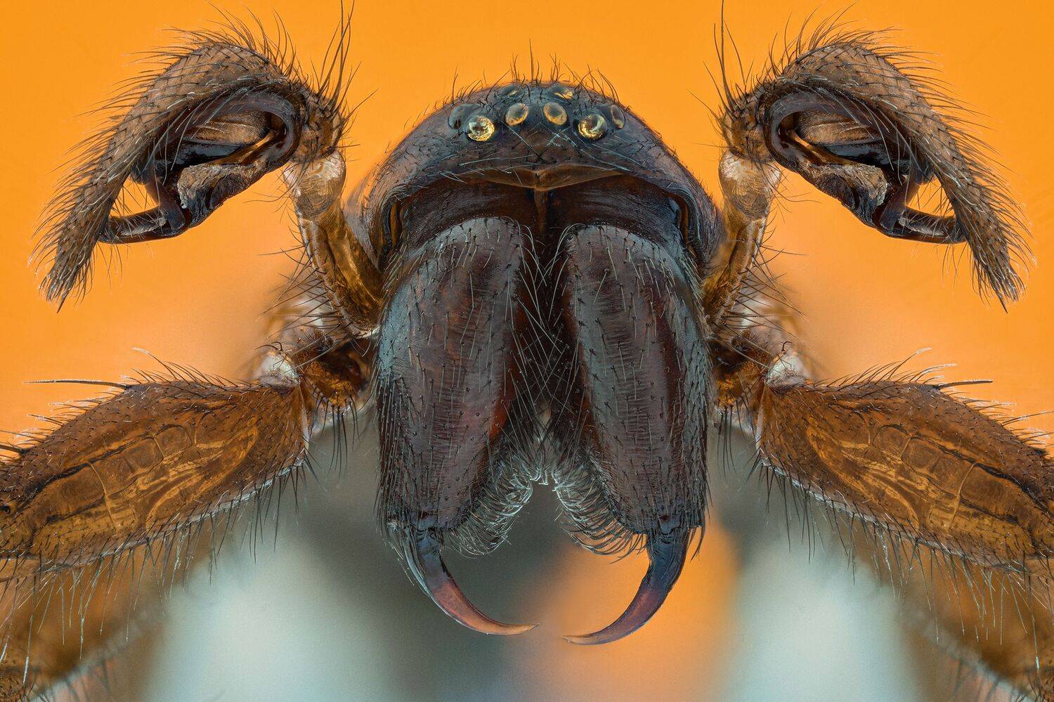 ceclii, macro, nikond7200, Tsvetan Ganev