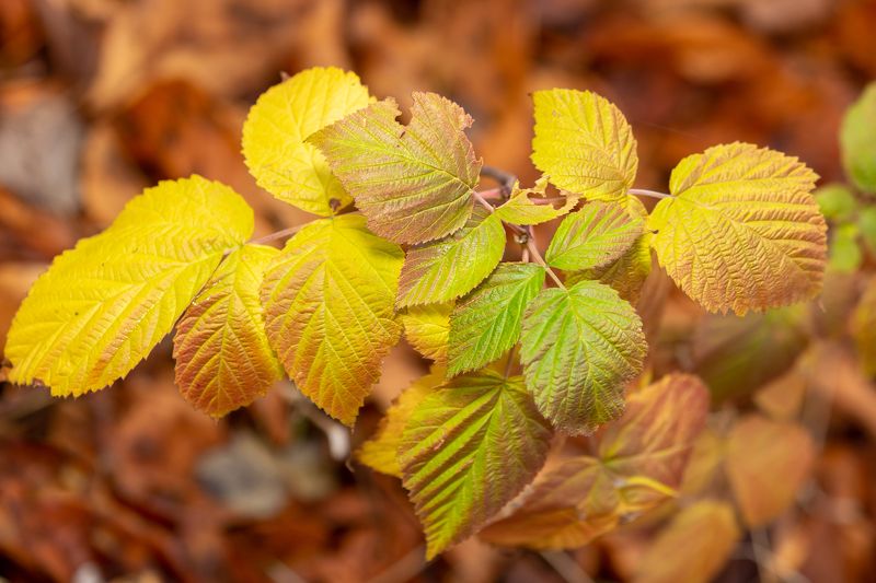 Leaf in nature фото превью