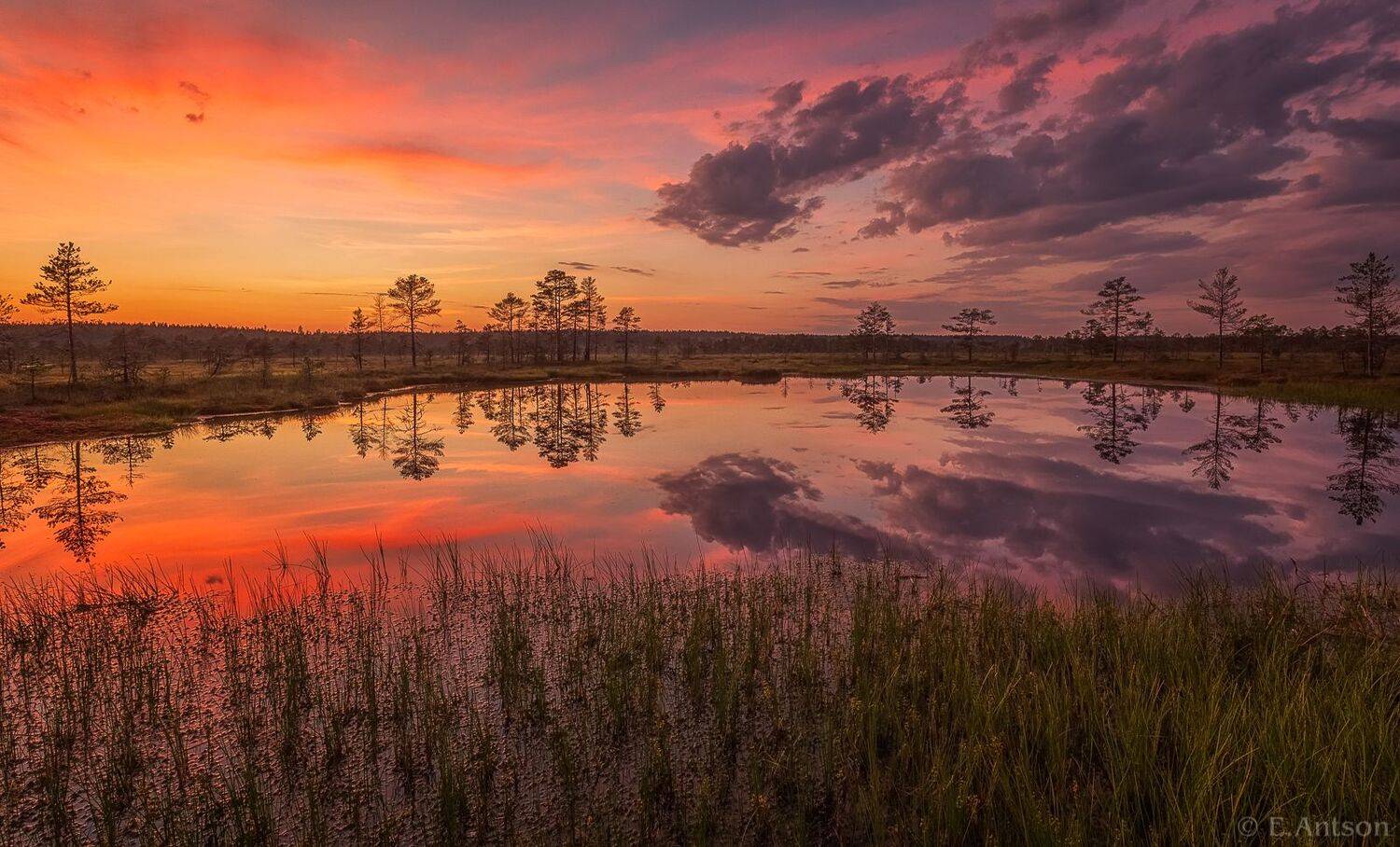 пейзаж, природа, болото, эстония, Elvis Antson