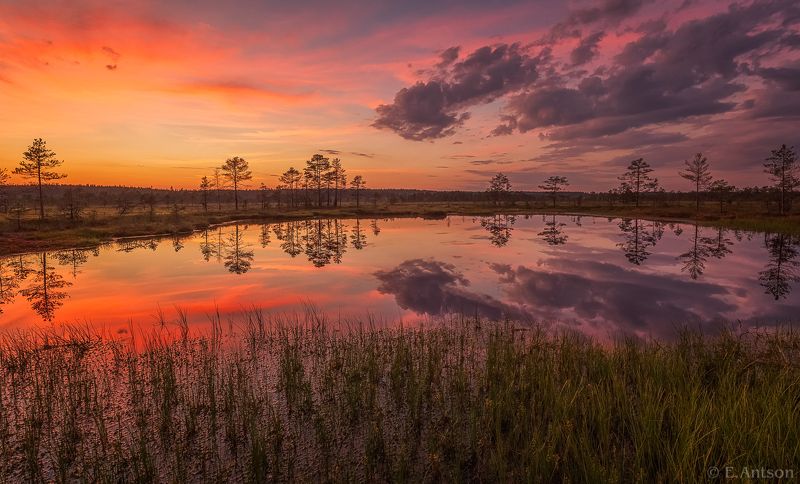 пейзаж, природа, болото, эстония Вечер на болоте фото превью