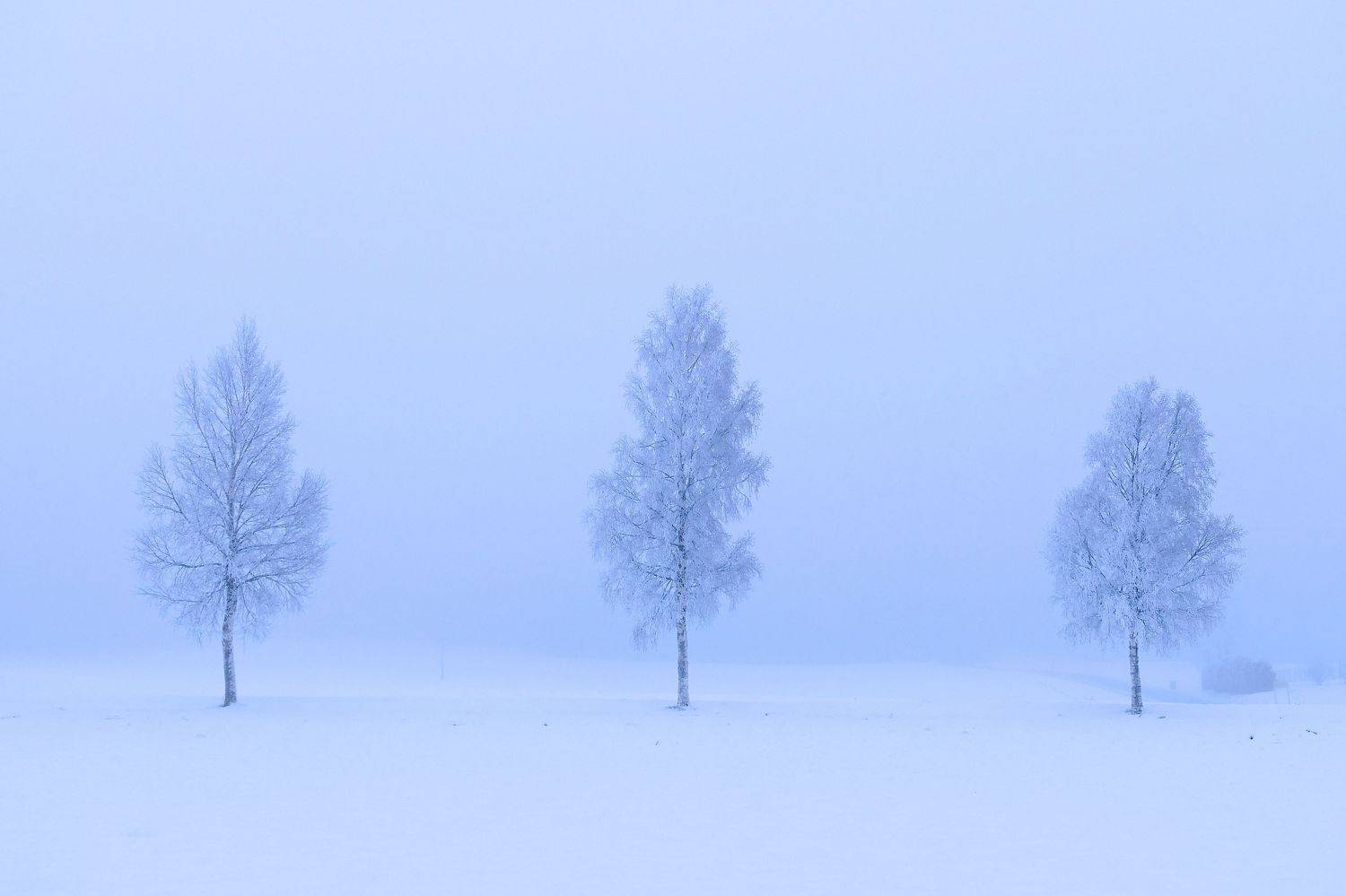 Landscapes, tress, birch, winter, three, cold, fog, mist, frost, mood, nature, Norway, , Svetlana Povarova Ree