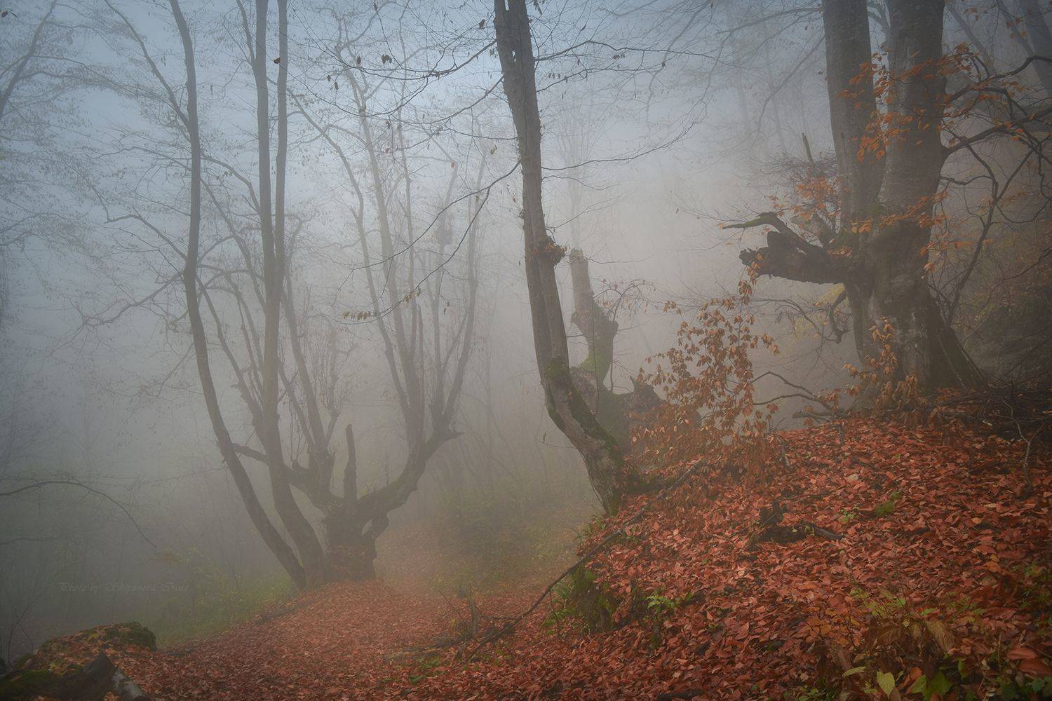 , Шипунова Ирина