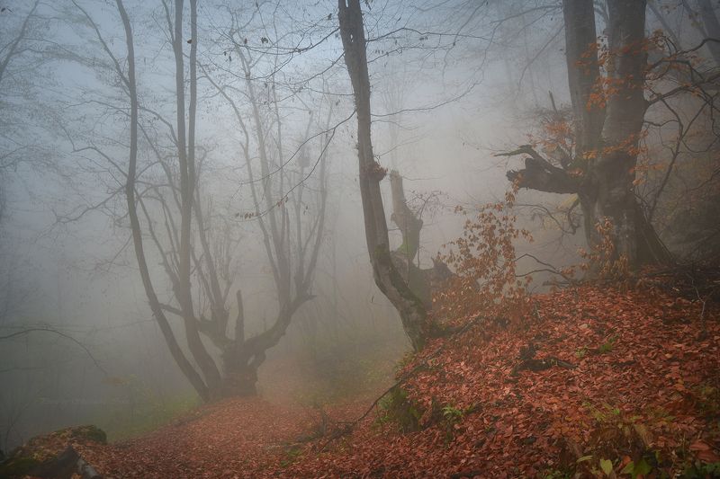 Мистический лес фото превью
