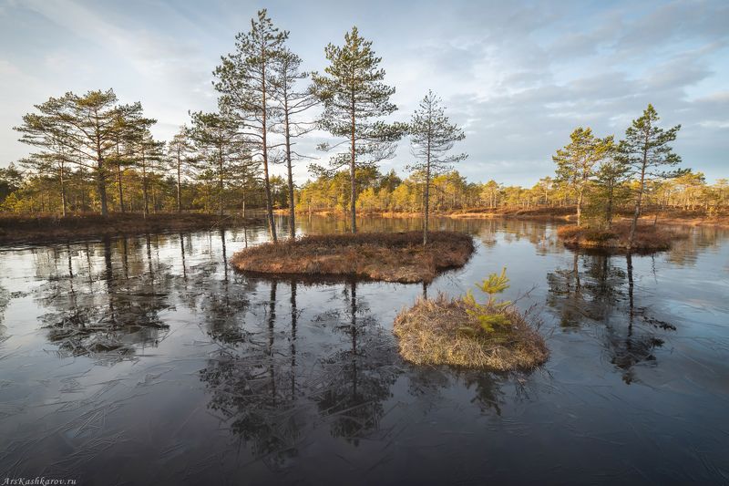 болото, первый лед, ноябрь, осень, болота ленинградской области \