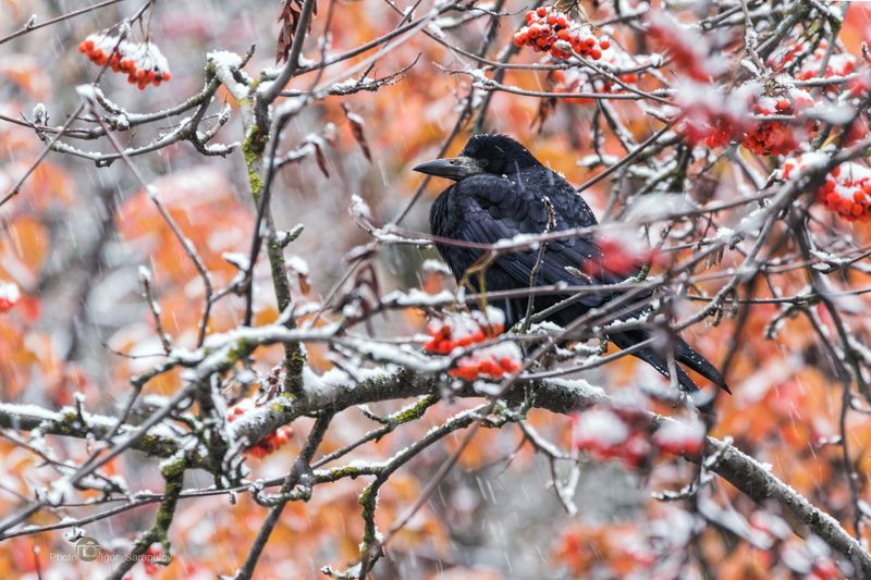грач, снегопад, снег, рябина, нелётная погода, пасмурная погода,  фотоохота, противоестественно, аномально, птица, природа, плоды, ошарашенный, осень, ноябрь,  белгородская область, live for the story, Нелётная погода виновата ... фото превью