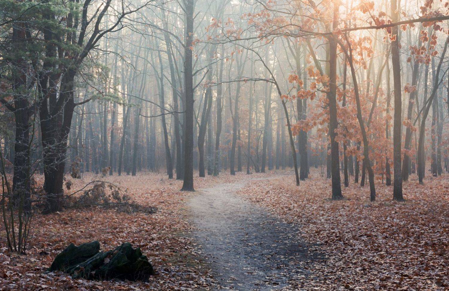 лес, осень, ноябрь, туман, изморозь, мороз, дубы, Галанзовская Оксана