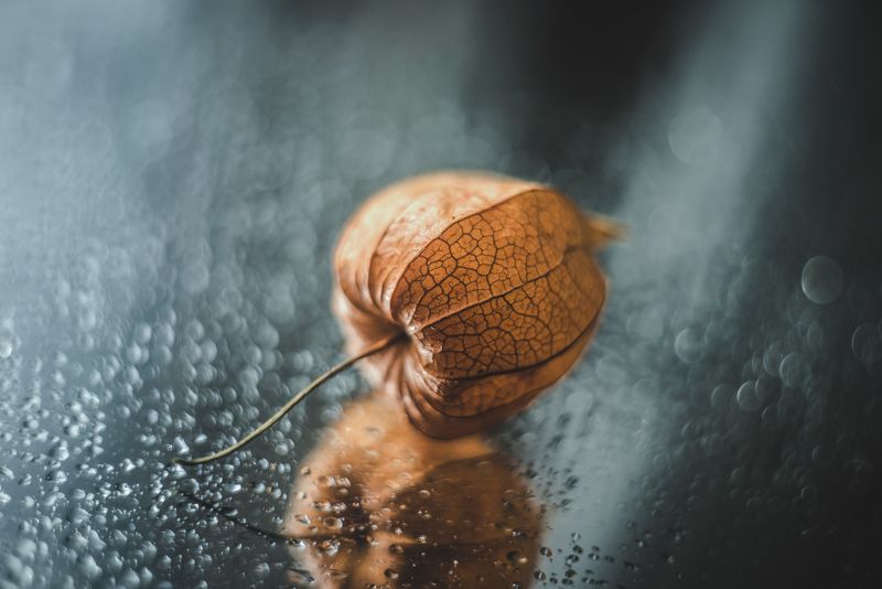 Физалис фото превью