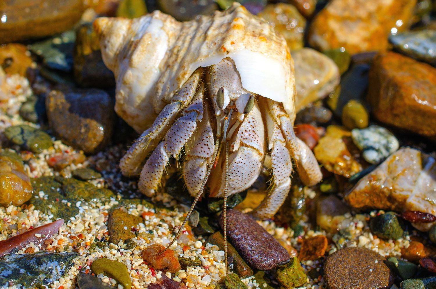 макро, рак-отшельник, членистоногое, моллюск, природа, раковина, море, жизнь, Евгений Каримов