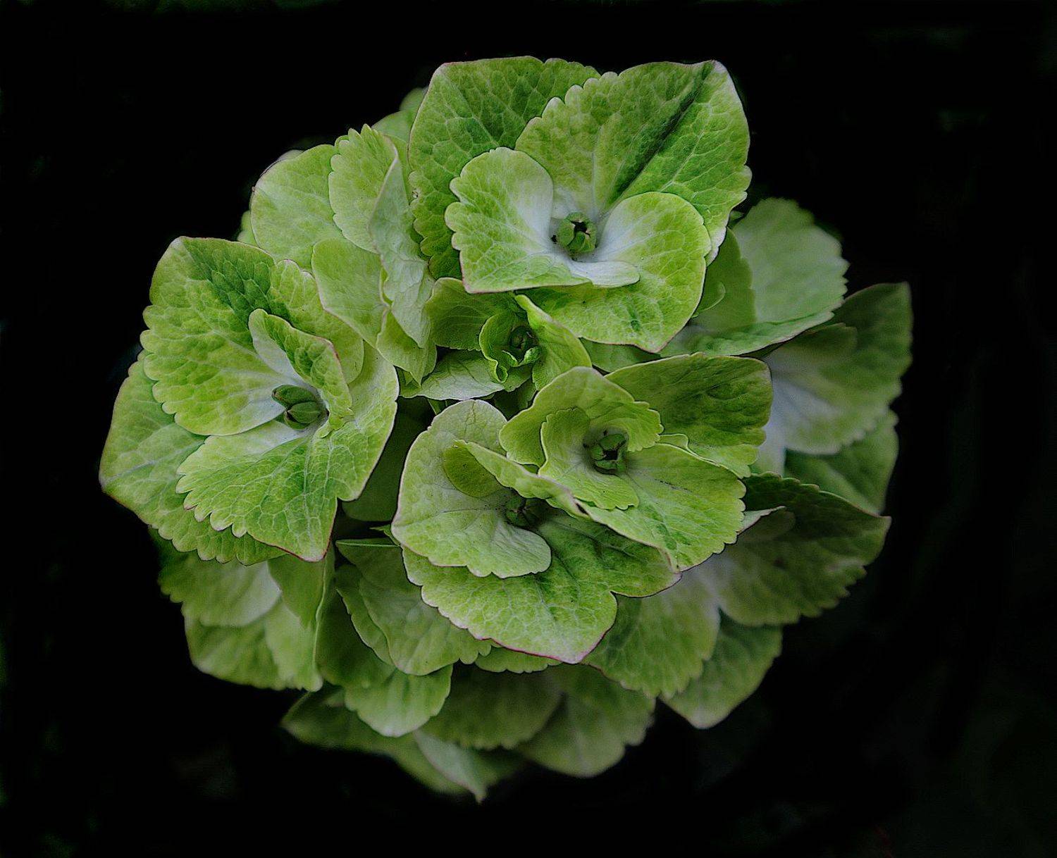 цветок гортензия, Александр Зорин