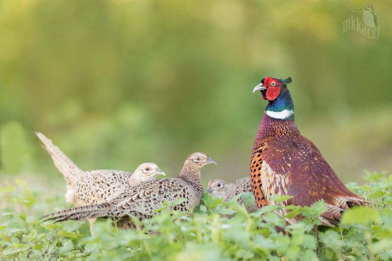 Short and his harem фото превью