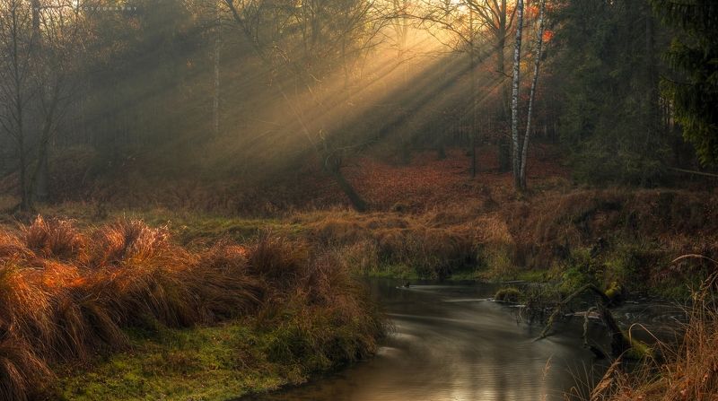 nature, природа, autumn, осень, tree, дерево, river, река The autumn dream of the river. фото превью