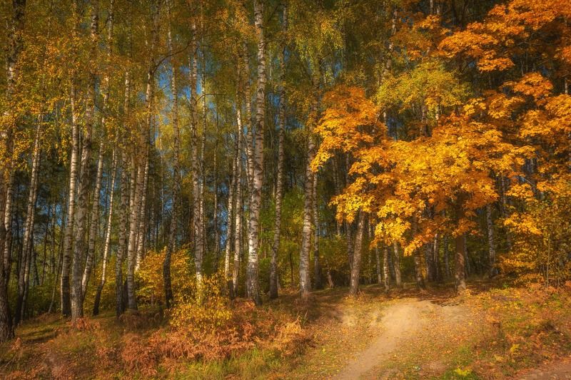 Золотая осень. Речка Синичка фото превью