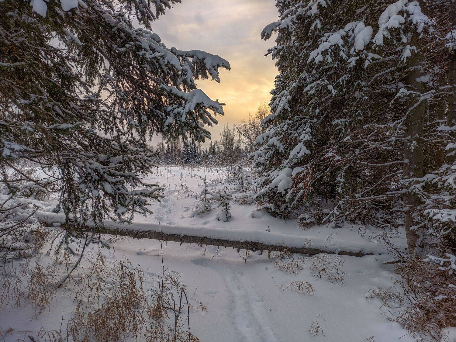 печора, лес, север, Игорь Подобаев