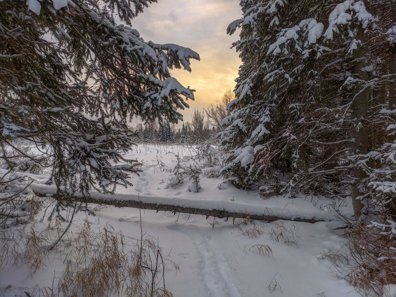печора, лес, север В зимнем лесу ноября фото превью