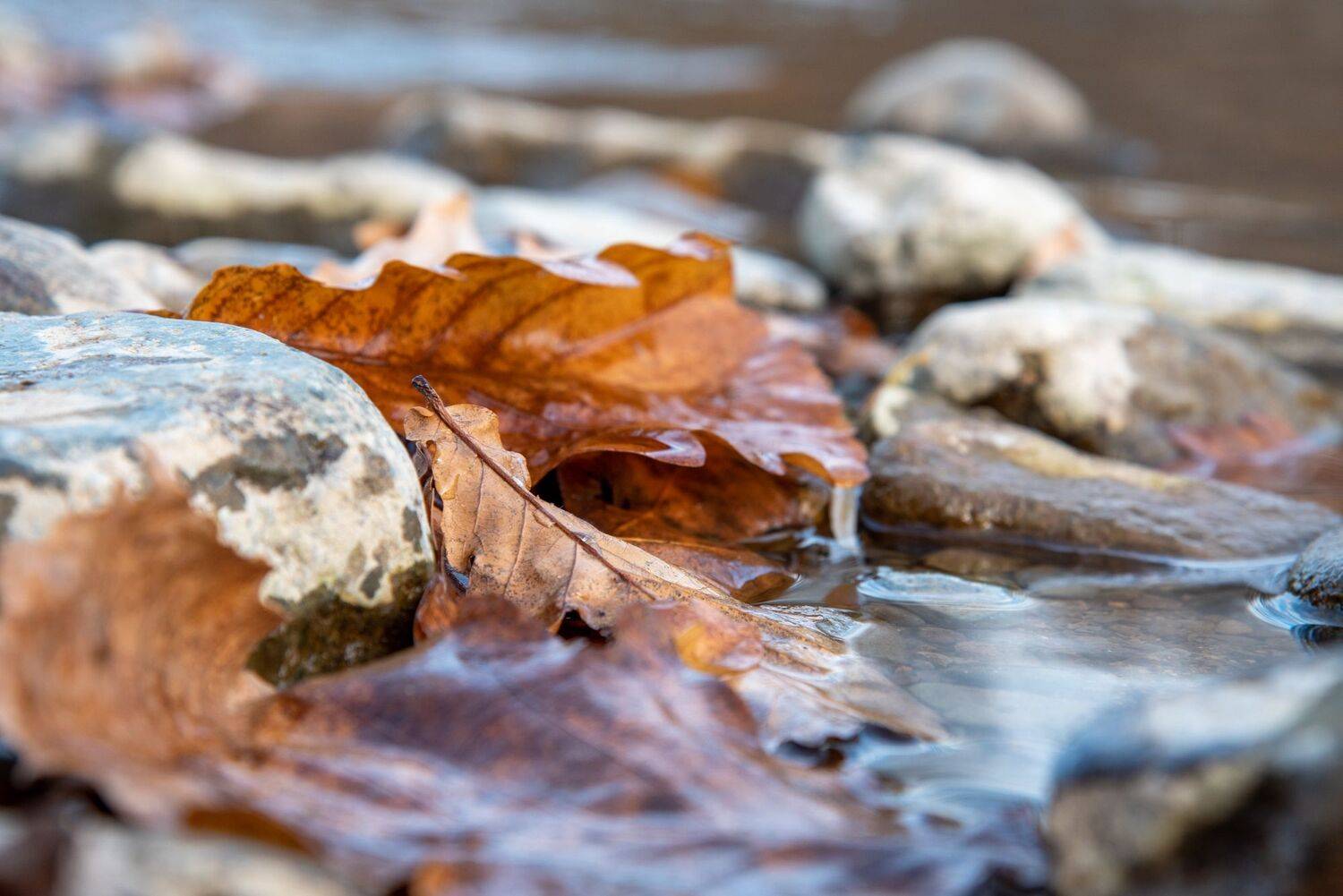 осень, вода, ручей, лист, крупный план, увядание, желтый, Константин Костин