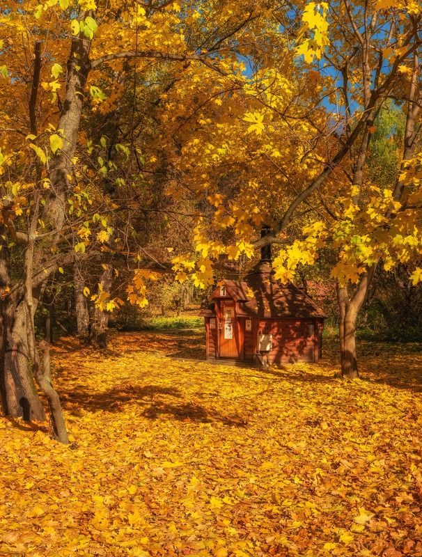 Парк в золоте фото превью