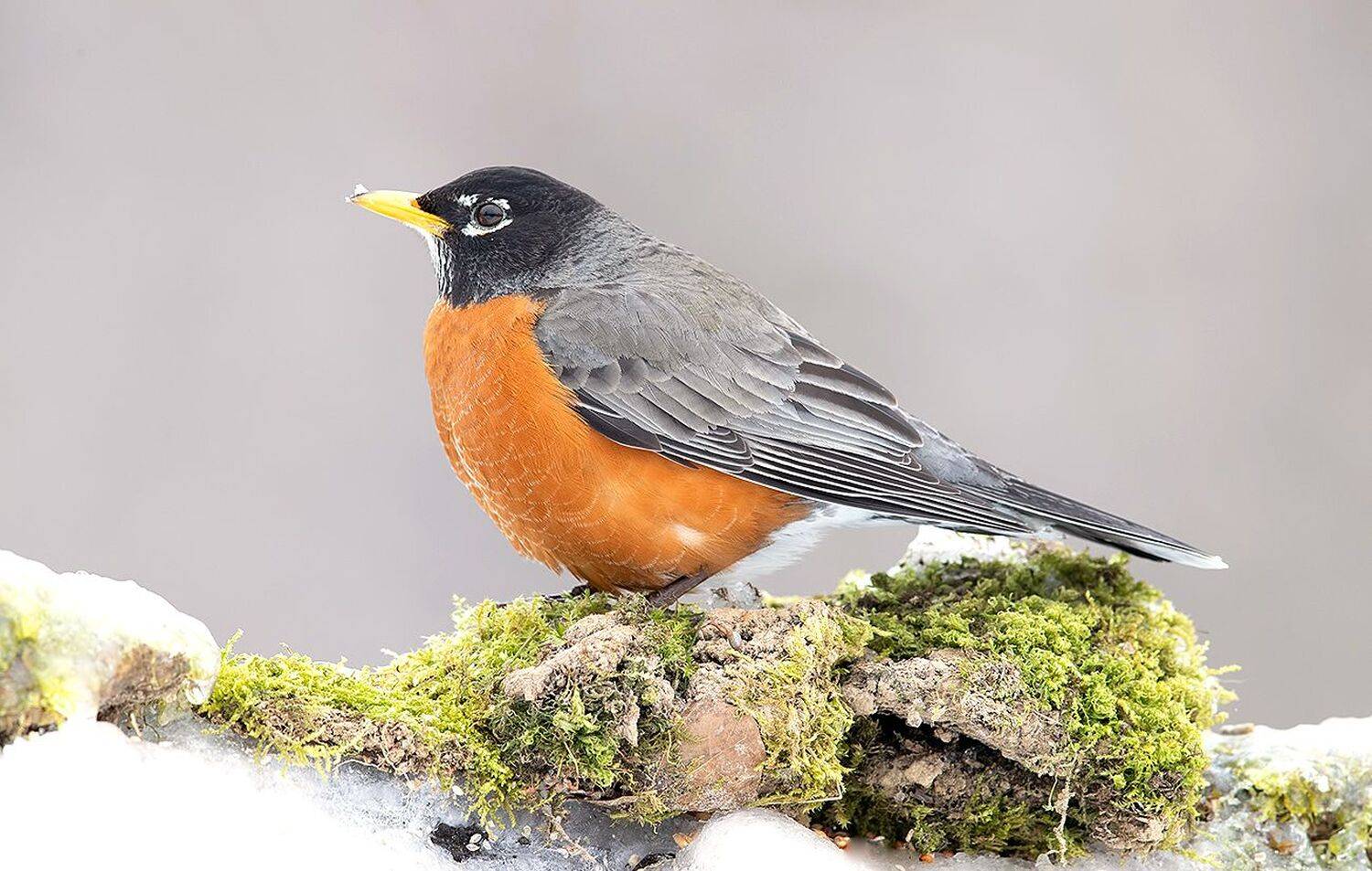 странствующий дрозд, american robin, дрозд, зима, Elizabeth Etkind