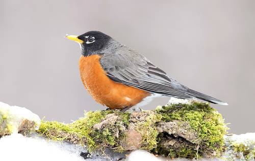 Странствующий дрозд -American robin