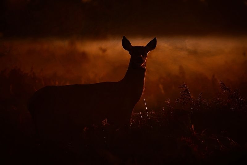 EARLY MORNING... фото превью