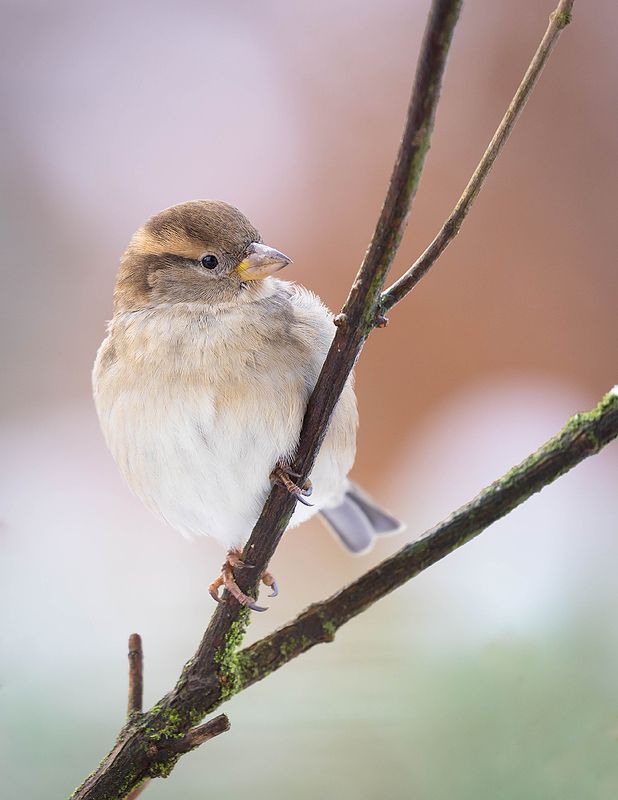 Sparrow фото превью
