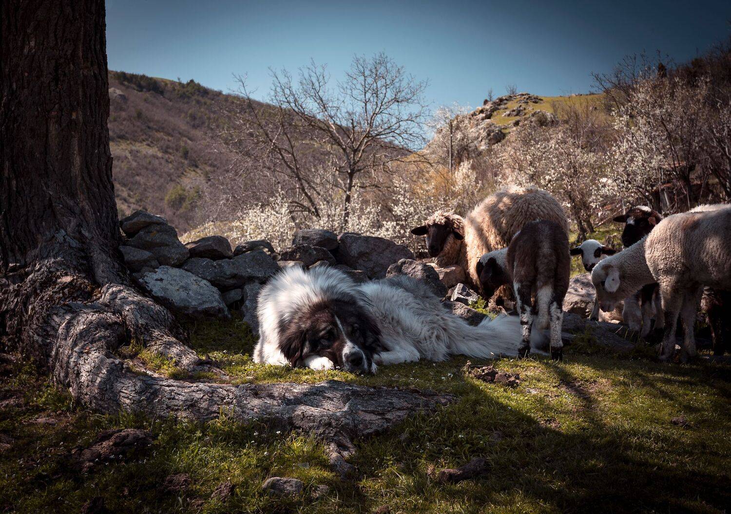 , Mariyana Atanasova - Lucero