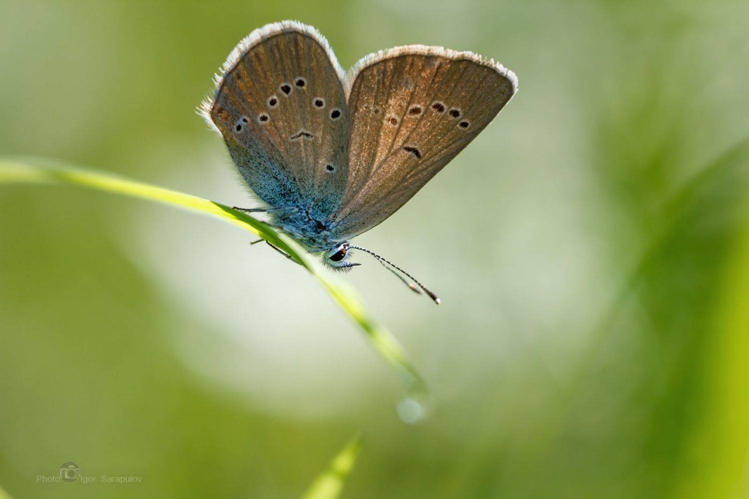 макро,  голубянка, бабочка, крылья, утро, природа, polyommatus amandus, голубянка милая, голубянка аманда, макросъемка насекомых, макросъемка, съёмка насекомых, макро охота, фотоохота, фокусирование, фокусировка, макрофото охота, Игорь Сарапулов