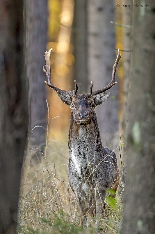 Лань фото превью