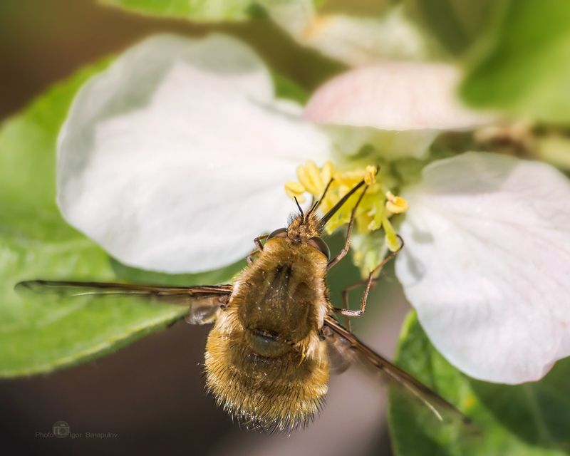 макро рассказ, фото рассказ, муха жужжало, цветочный паук, мизумена косолапая, макрофото охота, цветок яблони, хоботок, равновесие, нектар, муха, макро, зависнуть, жужжало большой, жужжало,  балансирование, bombylius major Укус мизумены фото превью