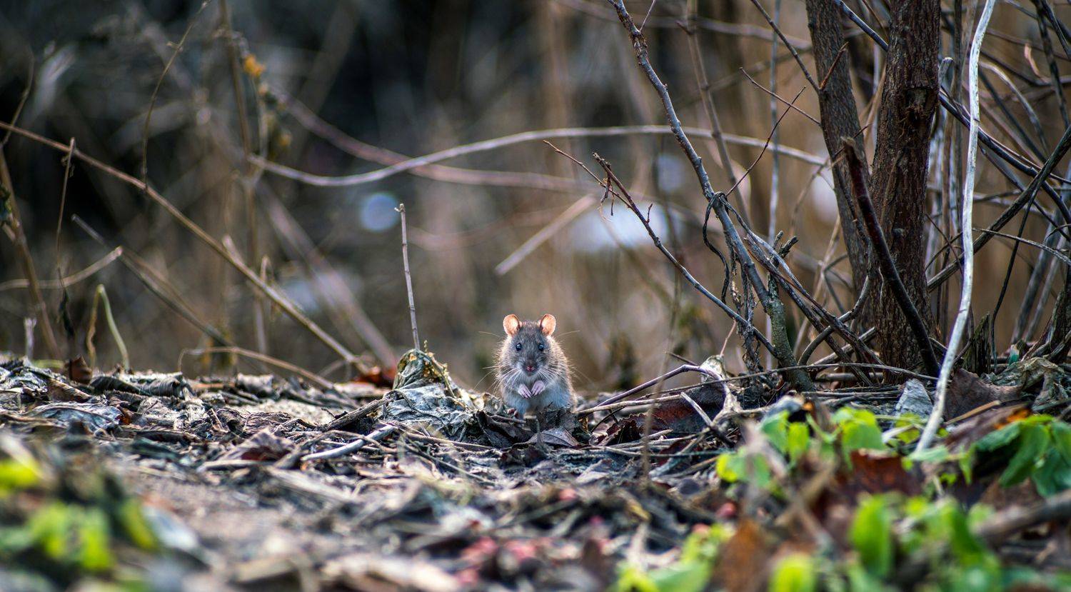 крыса, пасюк, серая крыса, природа, животные, Мурр Маори