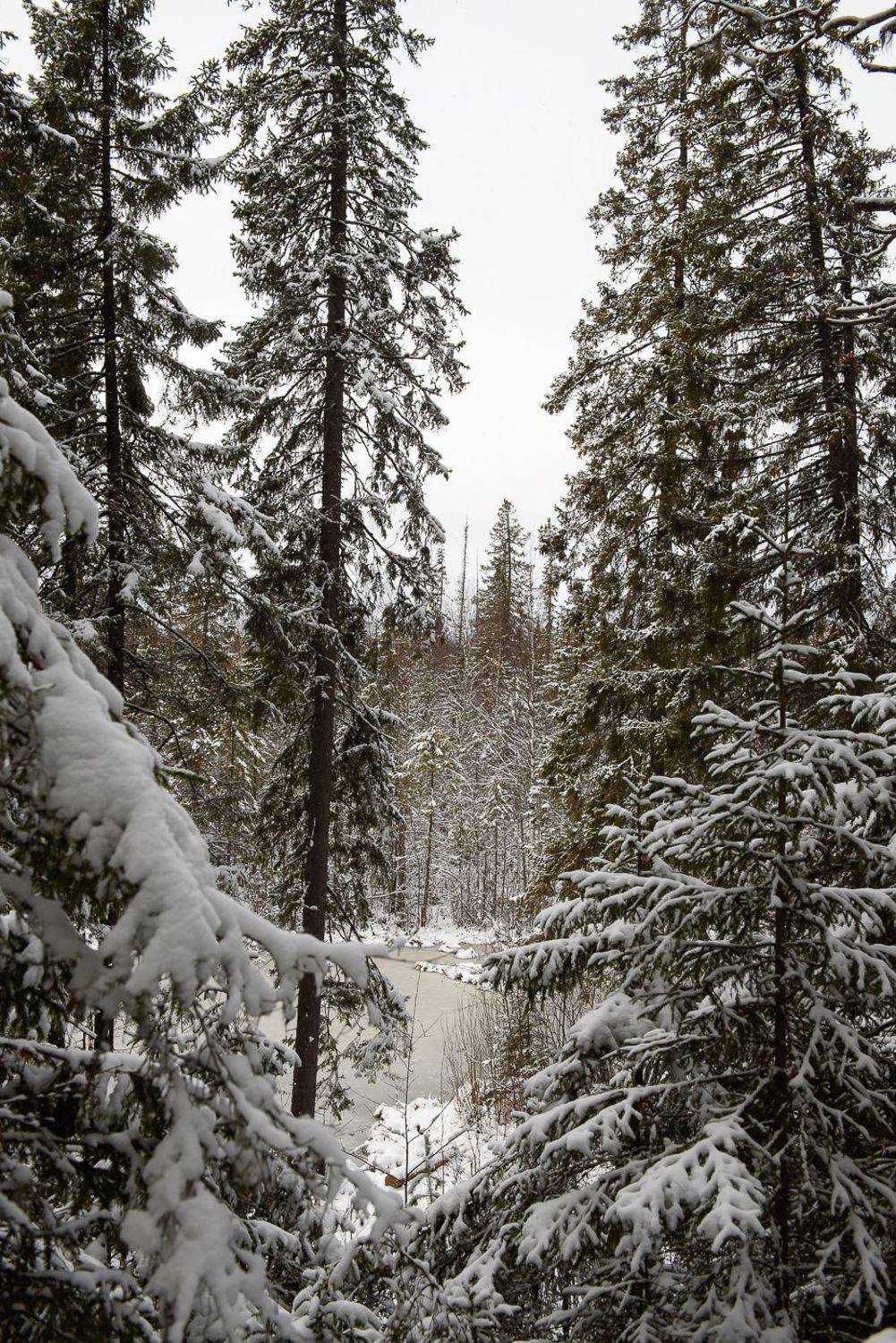 , Григорий Пиль