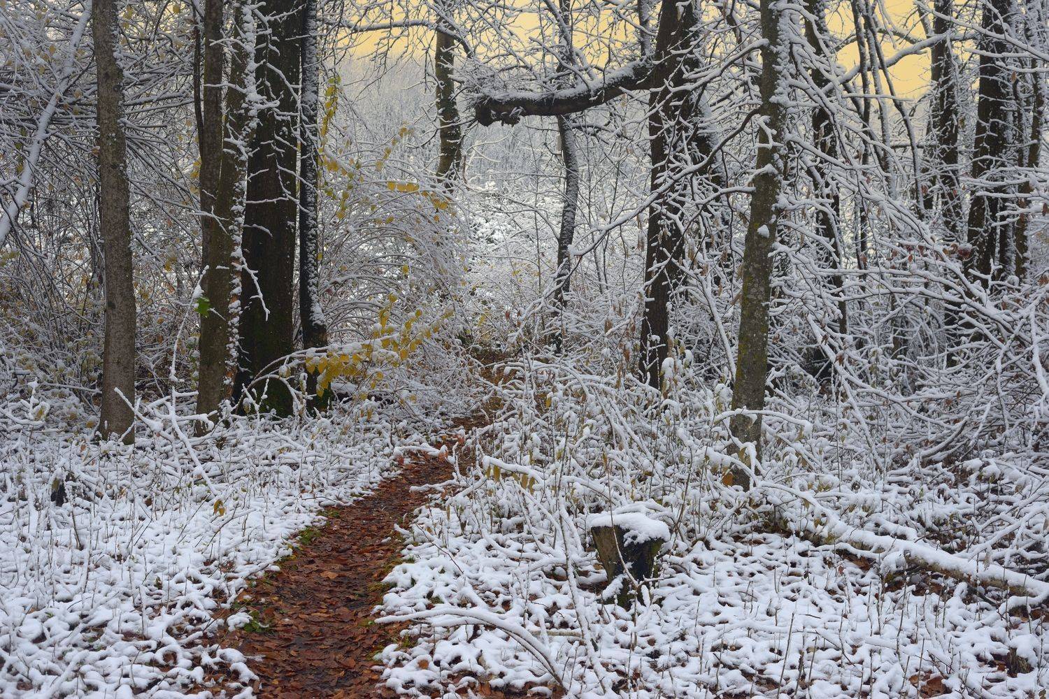 зима утро лес, Александр Жарников