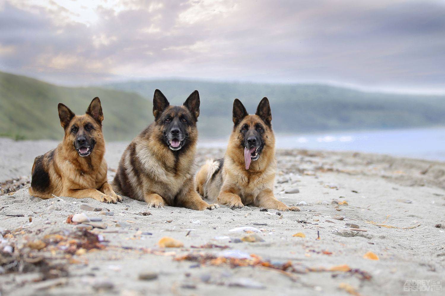 , Андрей Ершов