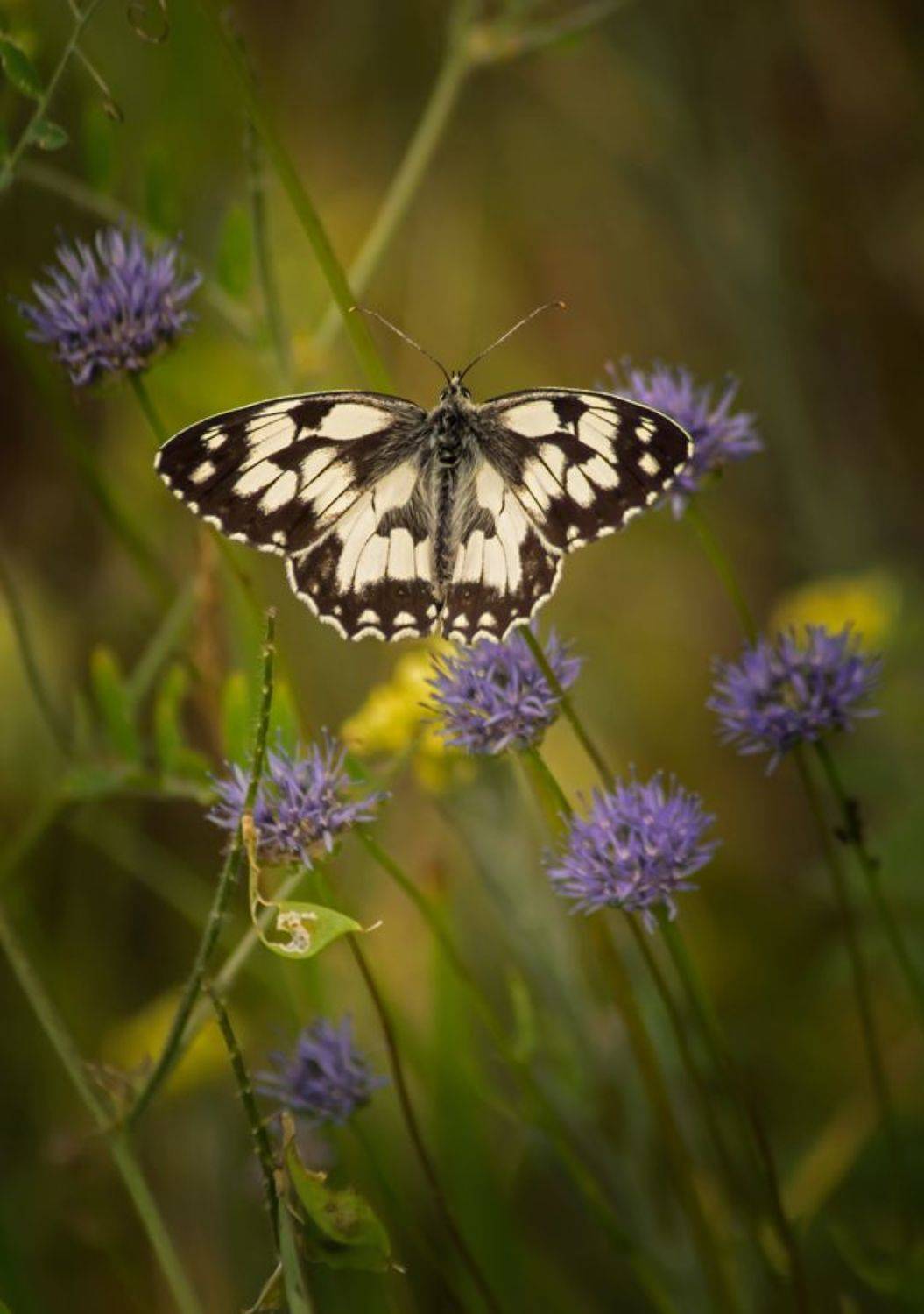 Бабочка Пестроглазка галатея, или галатея (Melanargia galathea Linnaeus, 1767), Чепленко Алексей