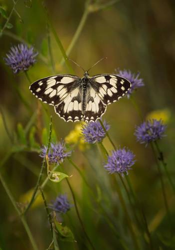 Пестроглазка галатея
