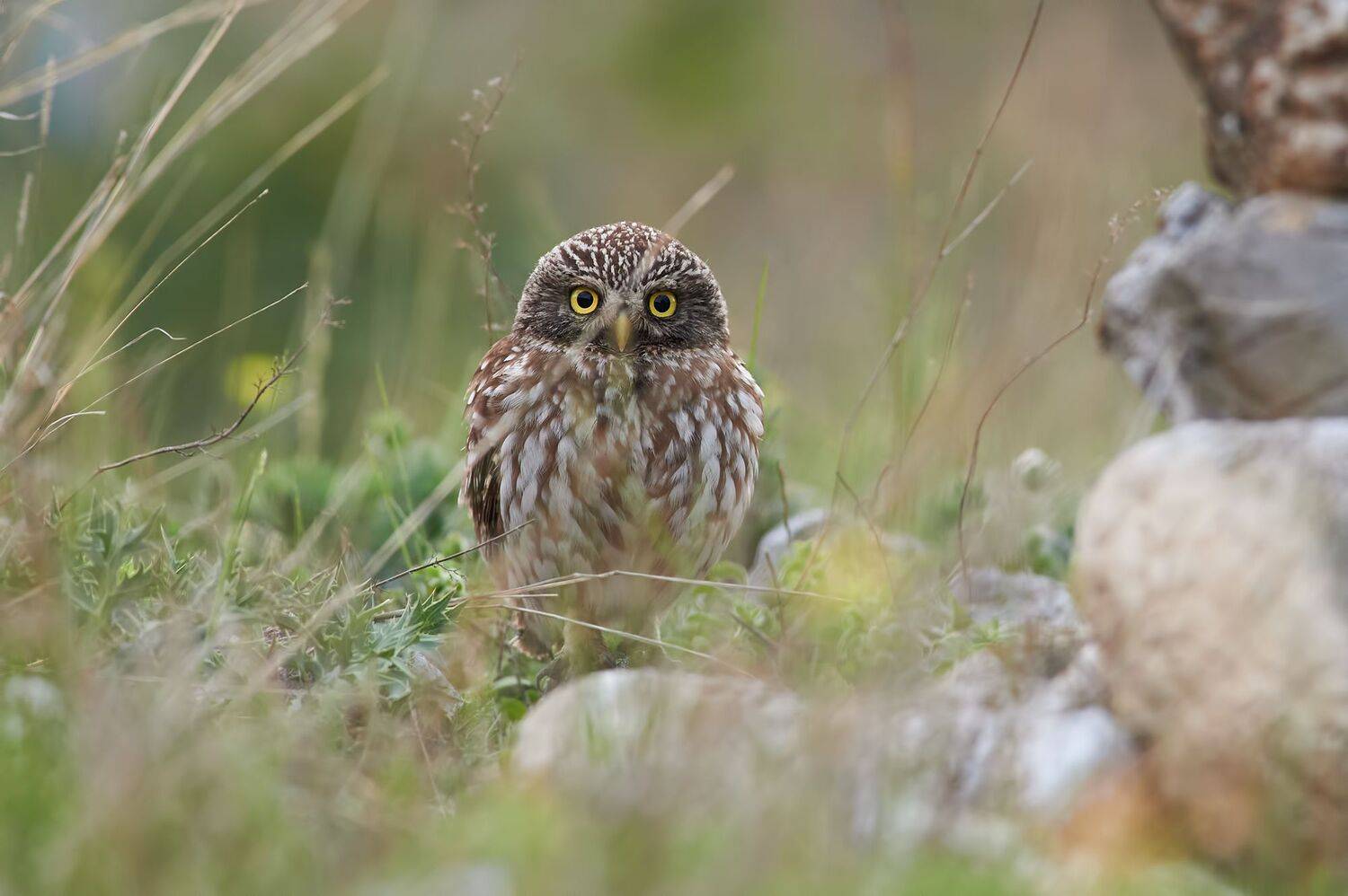 nature, wildlife, birds, owls, Калин Ботев