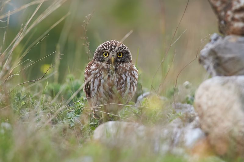 nature, wildlife, birds, owls *** фото превью
