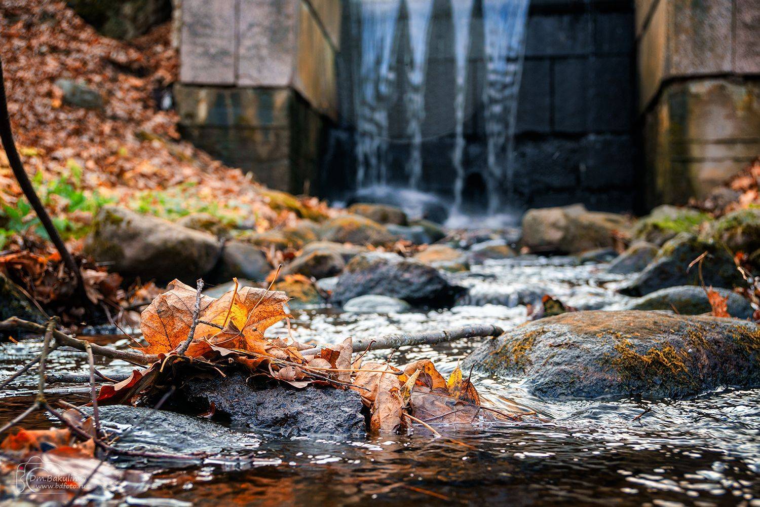 bakulind, санкт-петербург, знаменка, Дмитрий Бакулин