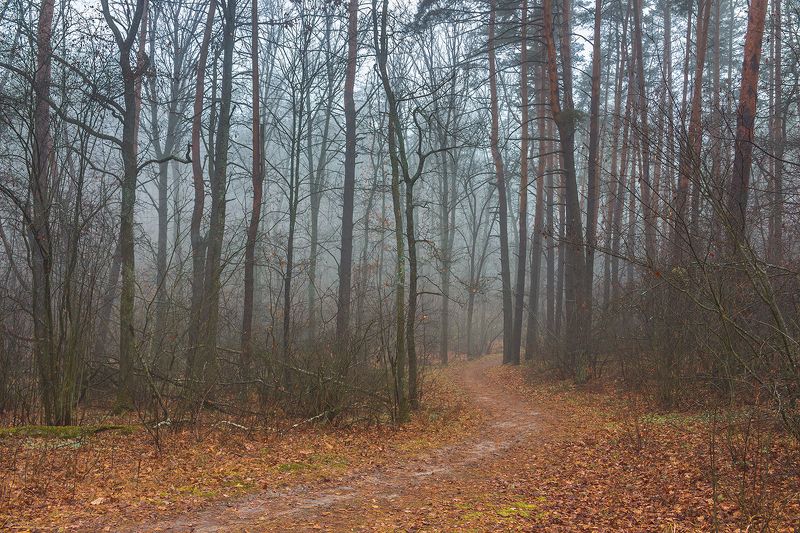осень, лес, ноябрь, заповедник  фото превью
