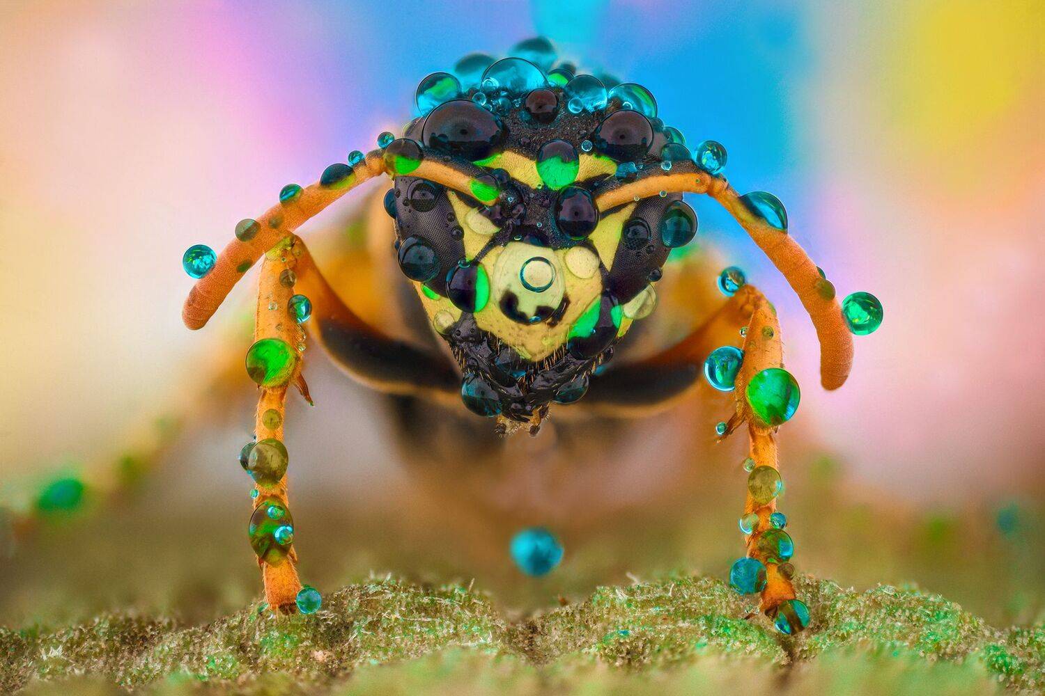 ceclii, macro, nikond7200, Tsvetan Ganev