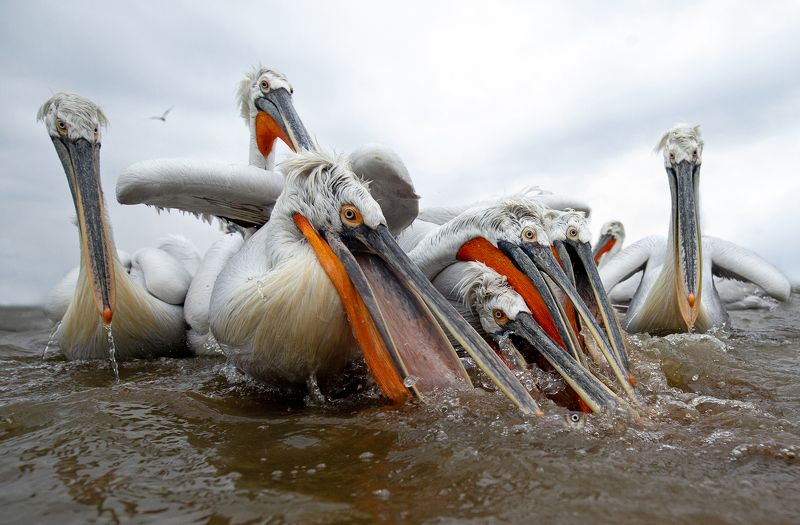 Dalmatian pelicans фото превью