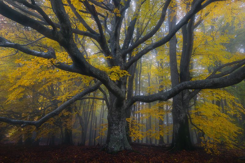 Ancient memories фото превью