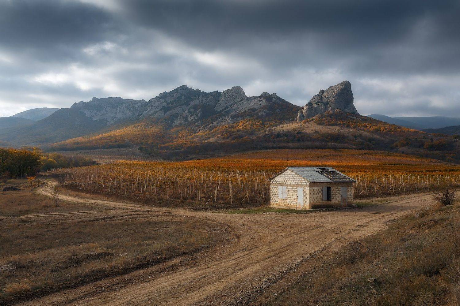 крым, осень, виноградник., Владимир Дубинин
