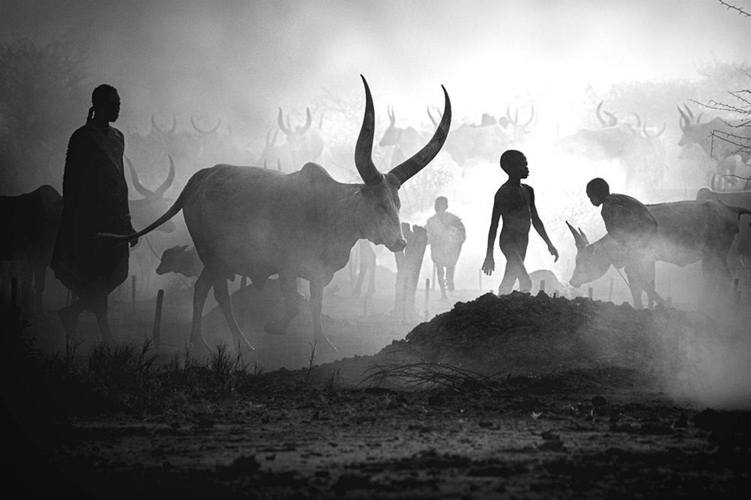 child,people,children,kids,boy,kid,africa,person,people,urban,woman,light,low key,low-key,girl,dark,fog,shadow,mundari,dinka,southsudan,sudan,tribal,tribe,africa,afrika,horns,sunset,sunrise,war,cattle,animal,nature,horn,wild,horned,cow,rural,south_sudan,c, Svetlin Yosifov