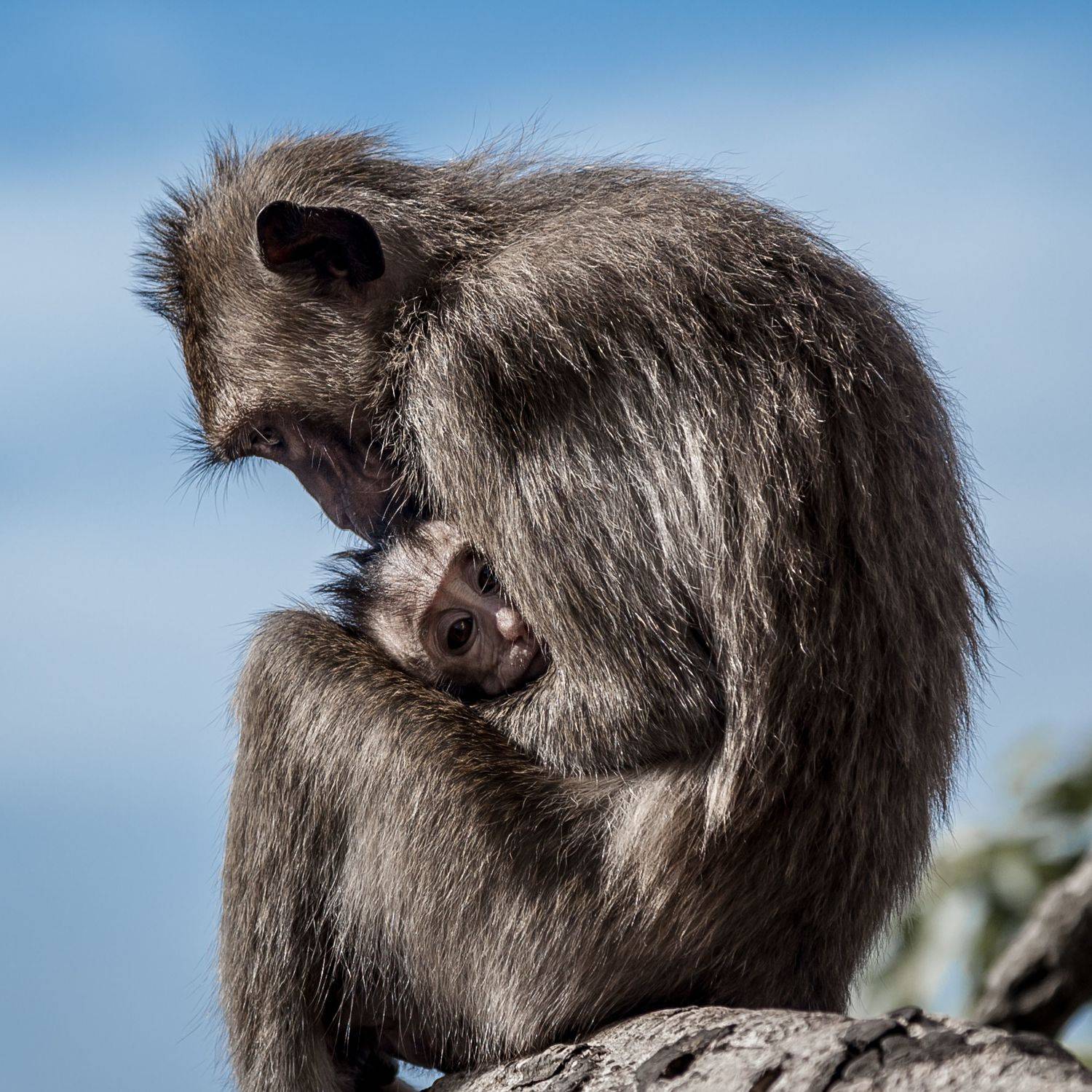 , Логунов Максим