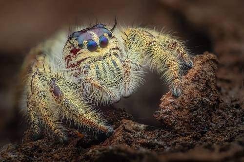 Female Hyllus diardi
