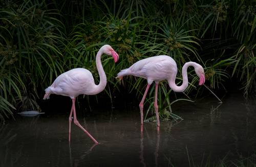 Фламинго