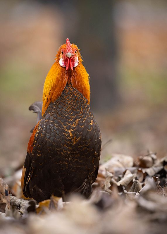 Cock фото превью